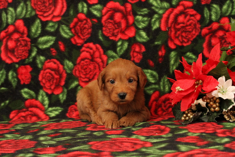 puppy, for, sale, Mini Goldendoodle F1, Matthew B. Stoltzfus, dog, breeder, Gap, PA, dog-breeder, puppy-for-sale, forsale, nearby, find, puppyfind, locator, puppylocator, aca
